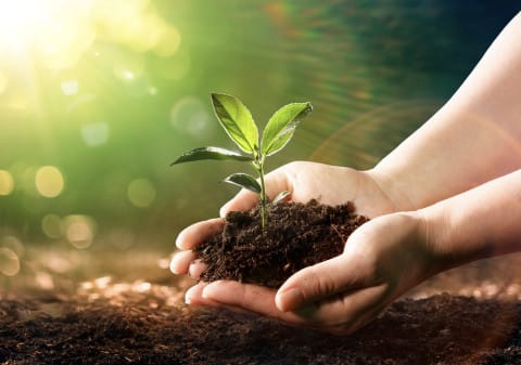 Kent Travel Company Links Tourism with Reforestation and Health Awareness