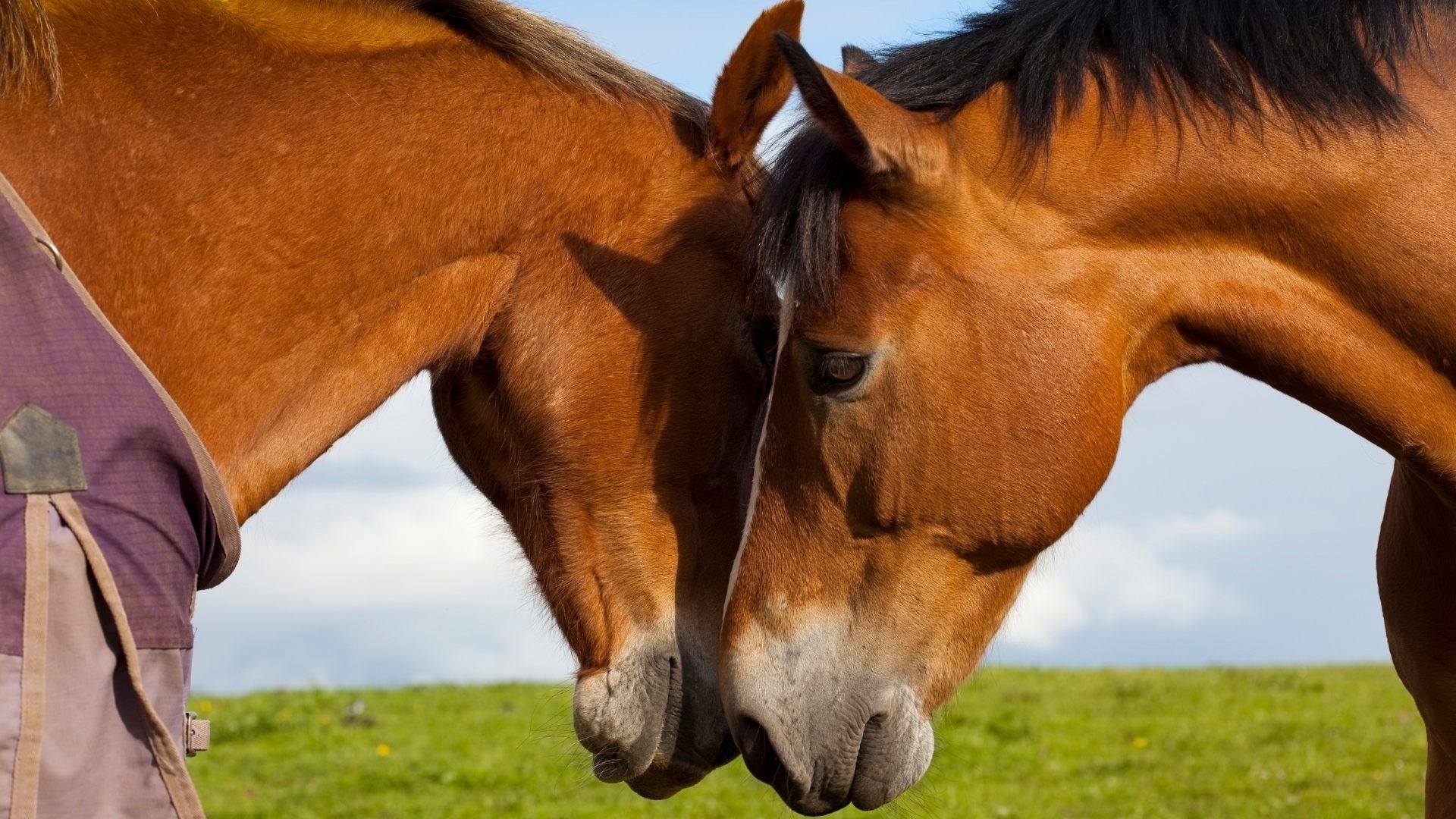 The Pull of What's Meant to Be