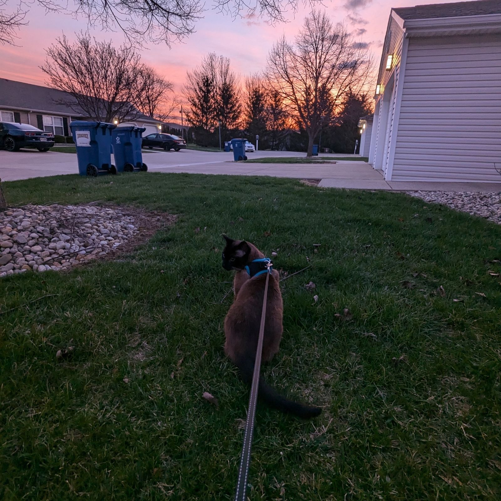 The Pre-Dawn Patrol 🌅🌈