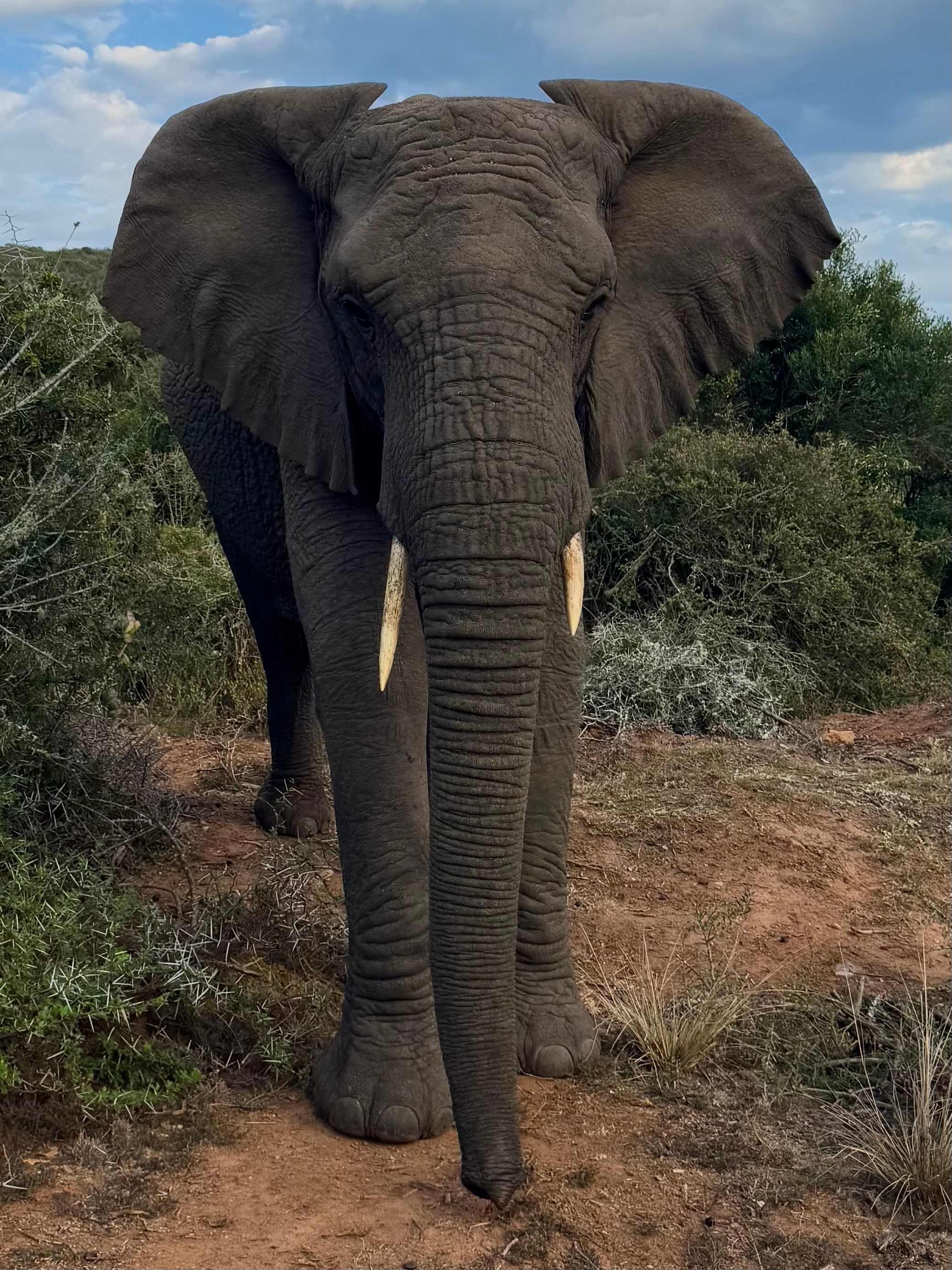 Land Rover Rides and Elephant Sniffs