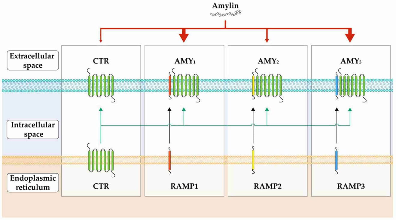 More amylin updates & more tolerable drugs(finally)?