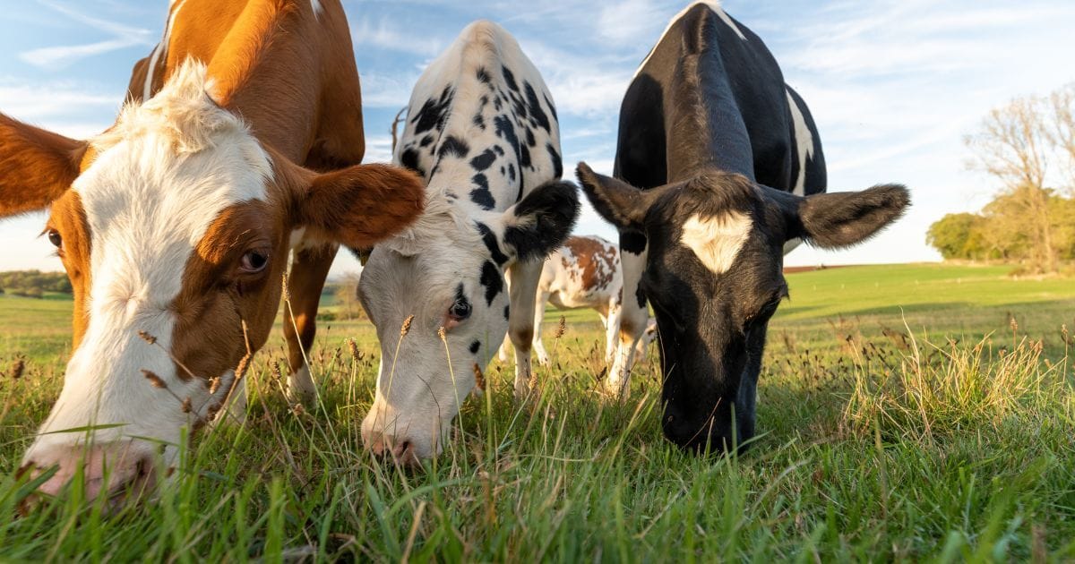 Adventuring through the Canadian Rockies