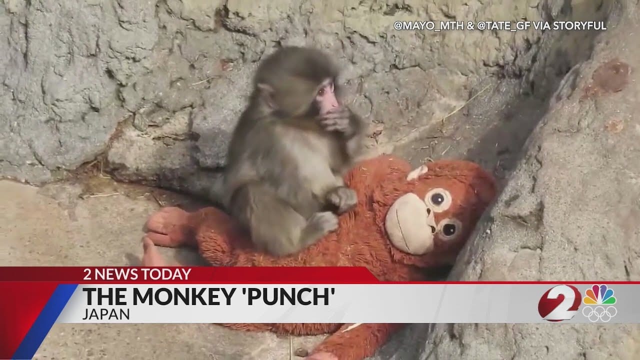 Punch The Monkey