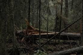 Winter at Valley Forge