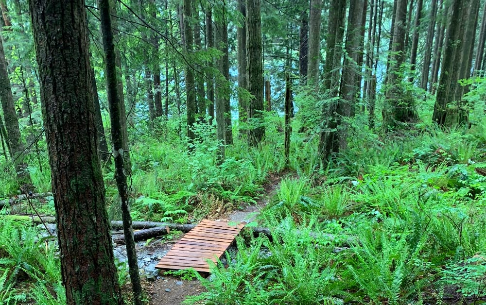 How Mission hopes to recruit an old-growth forest