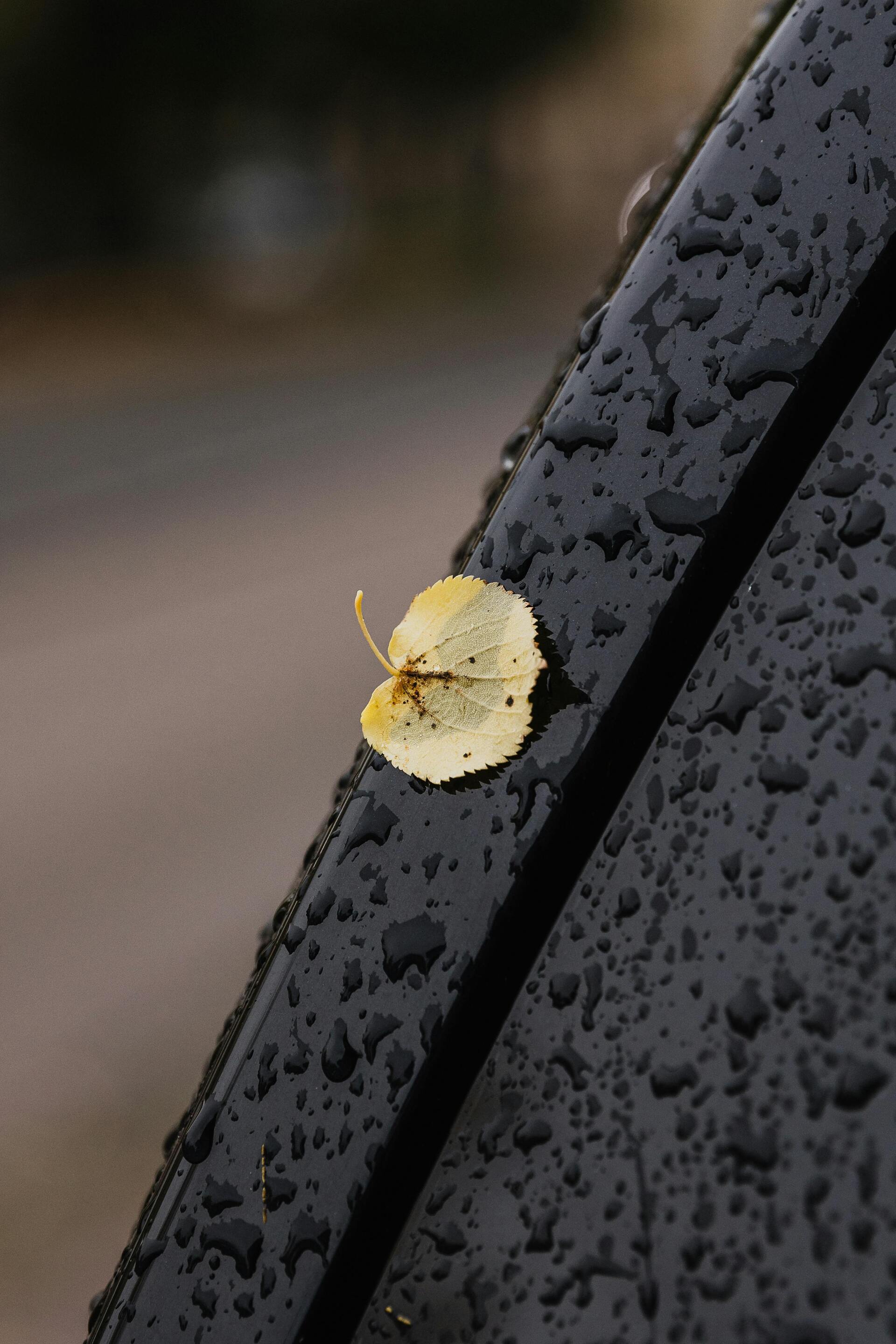 Adventuring through the Canadian Rockies