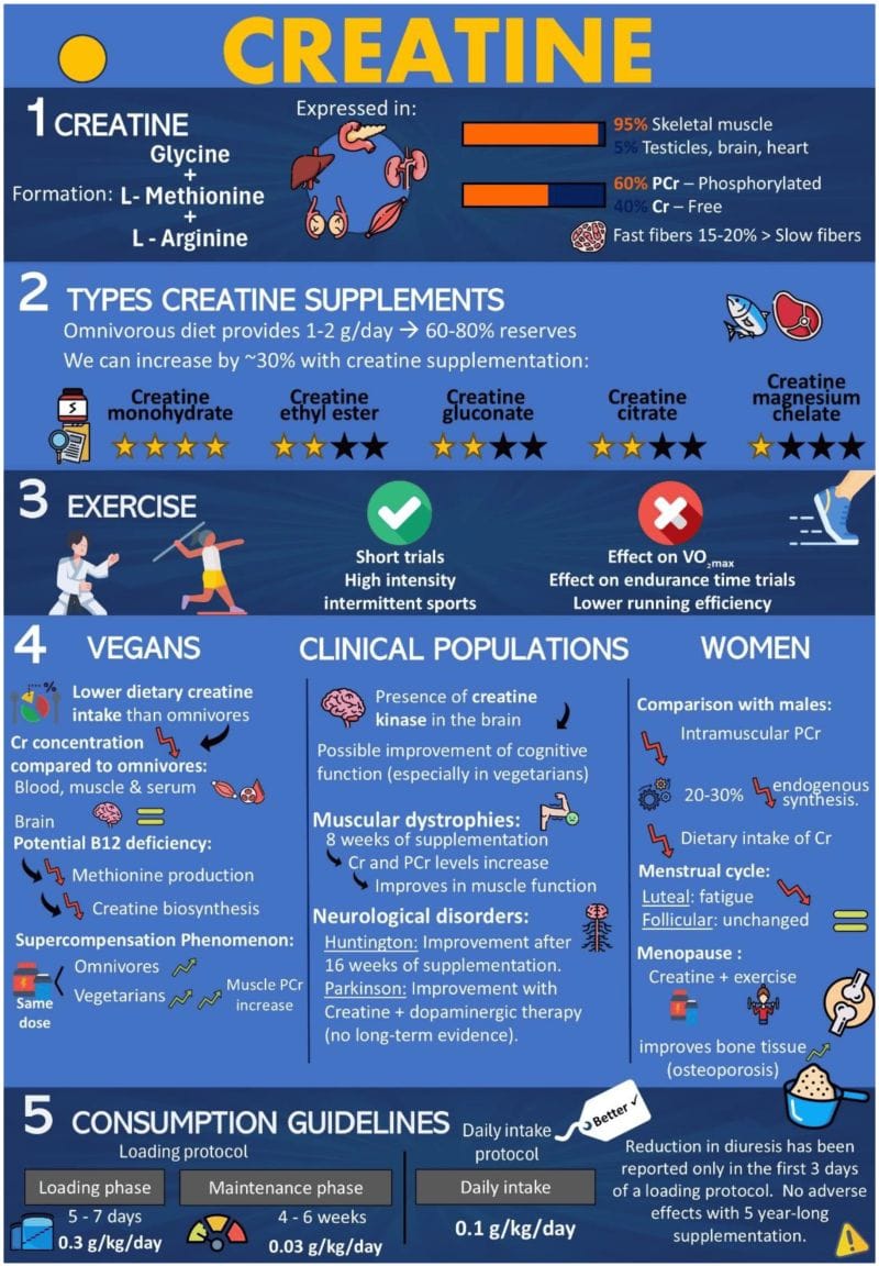 La créatine : un nutriment essentiel pour la longévité et la performance cognitive 