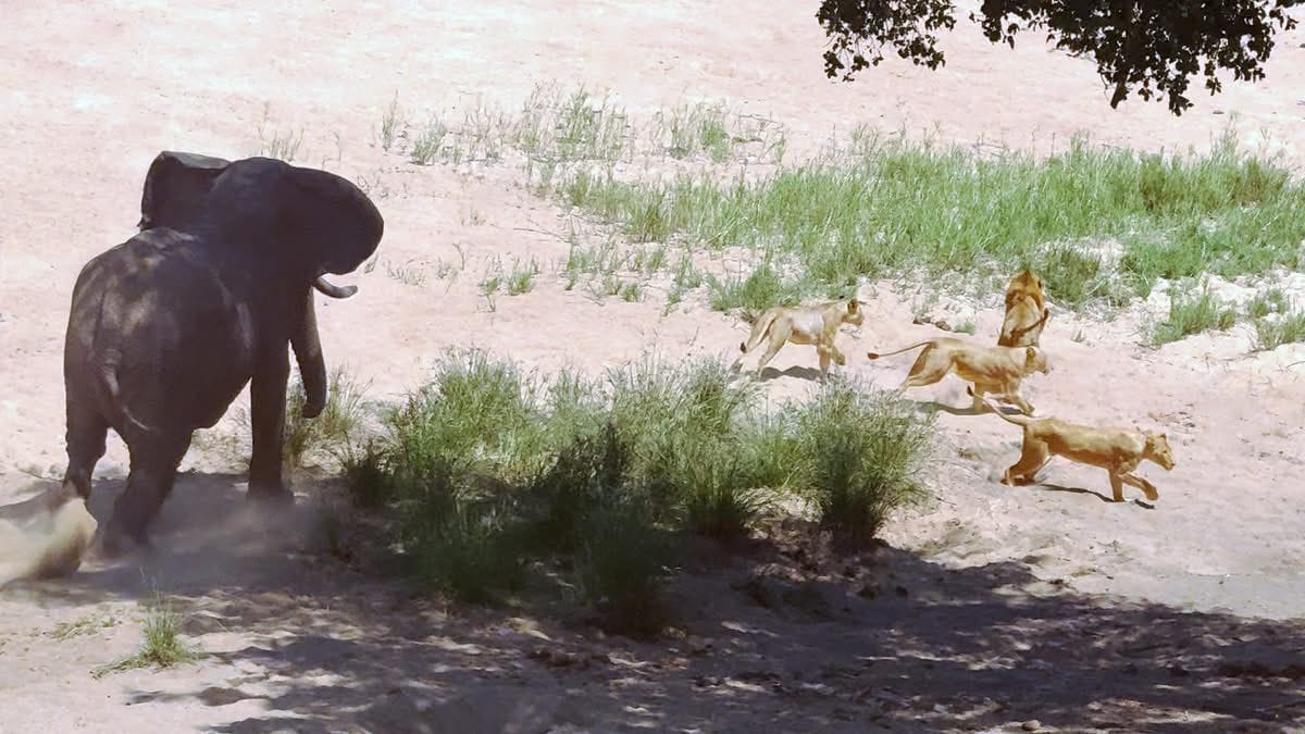 Elephant Teaches Lions That He's The King