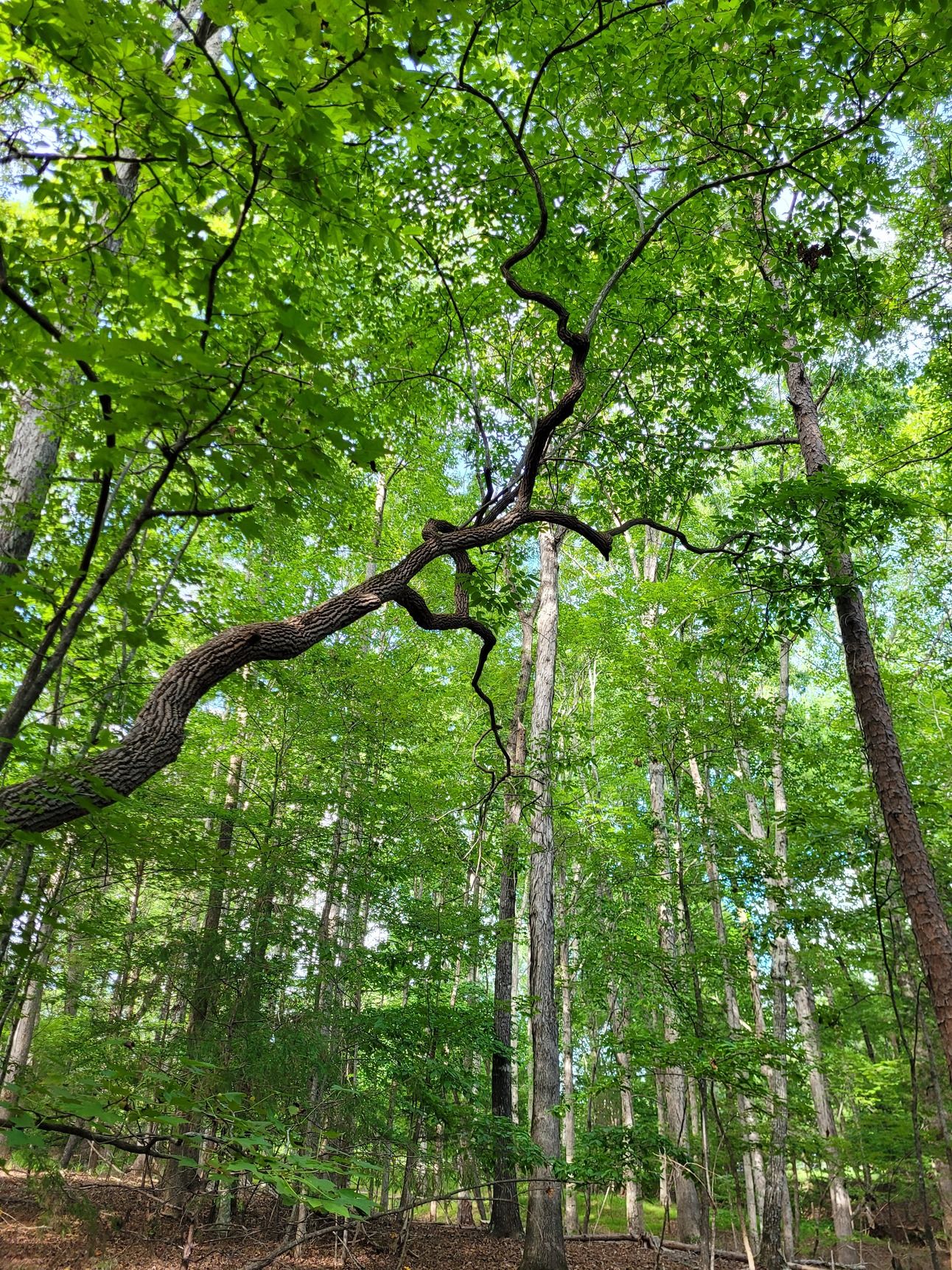 Adventuring through the Canadian Rockies