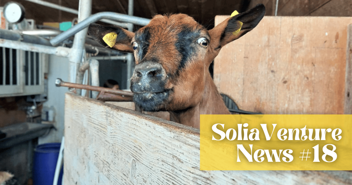 From Milking to Market — My Week on a Small Farm