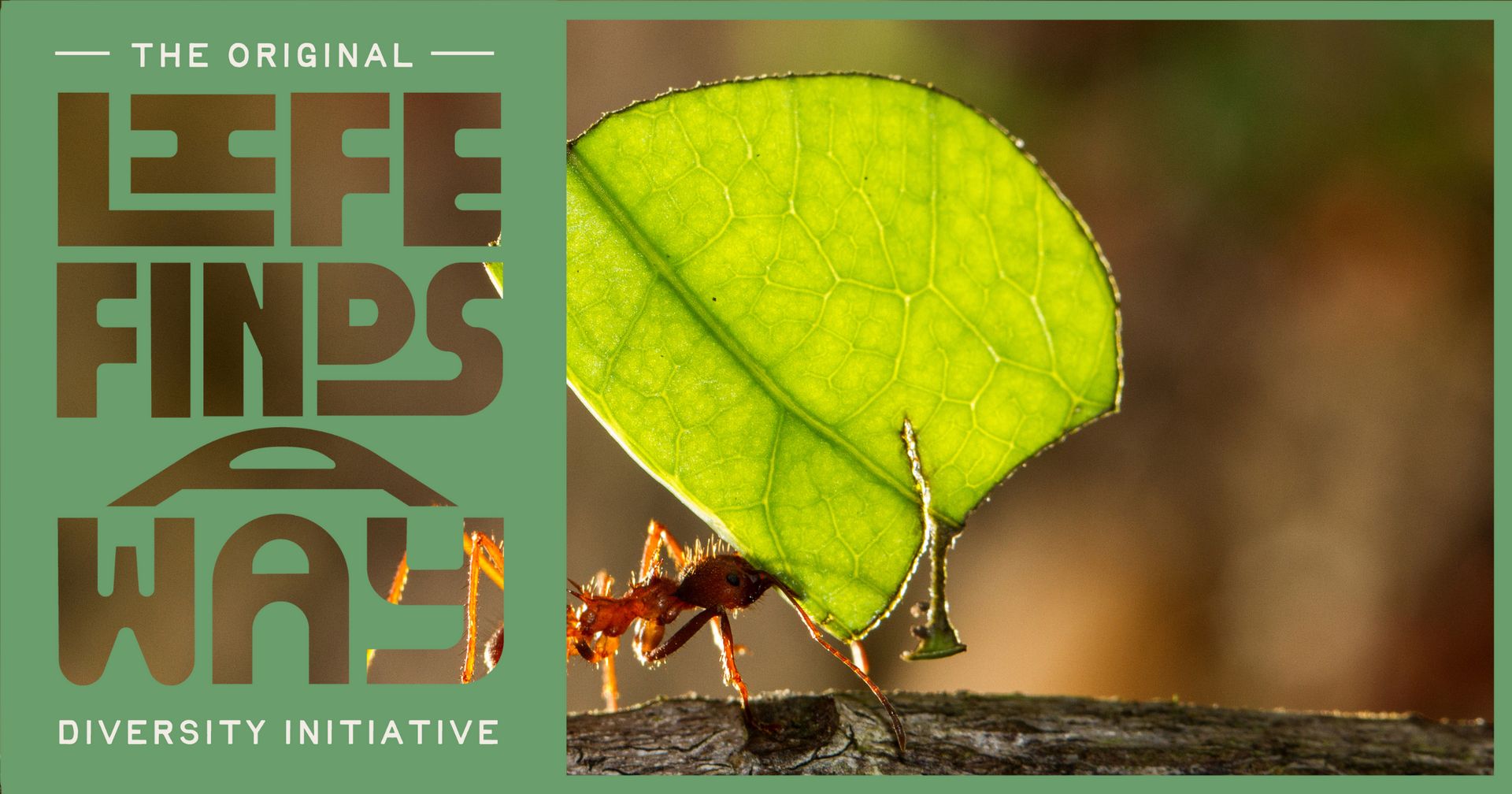 Adventuring through the Canadian Rockies