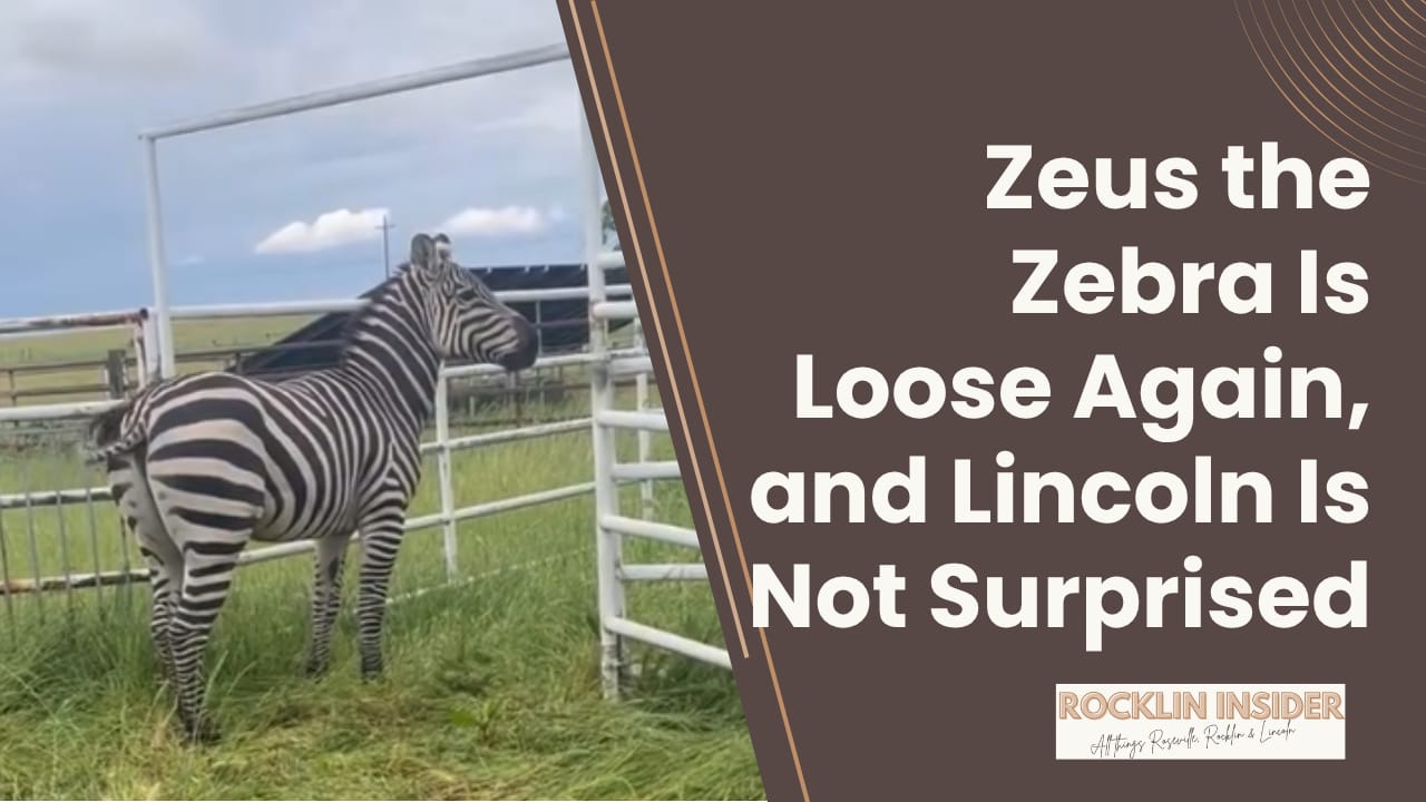 Zeus the Zebra is on the loose (again)