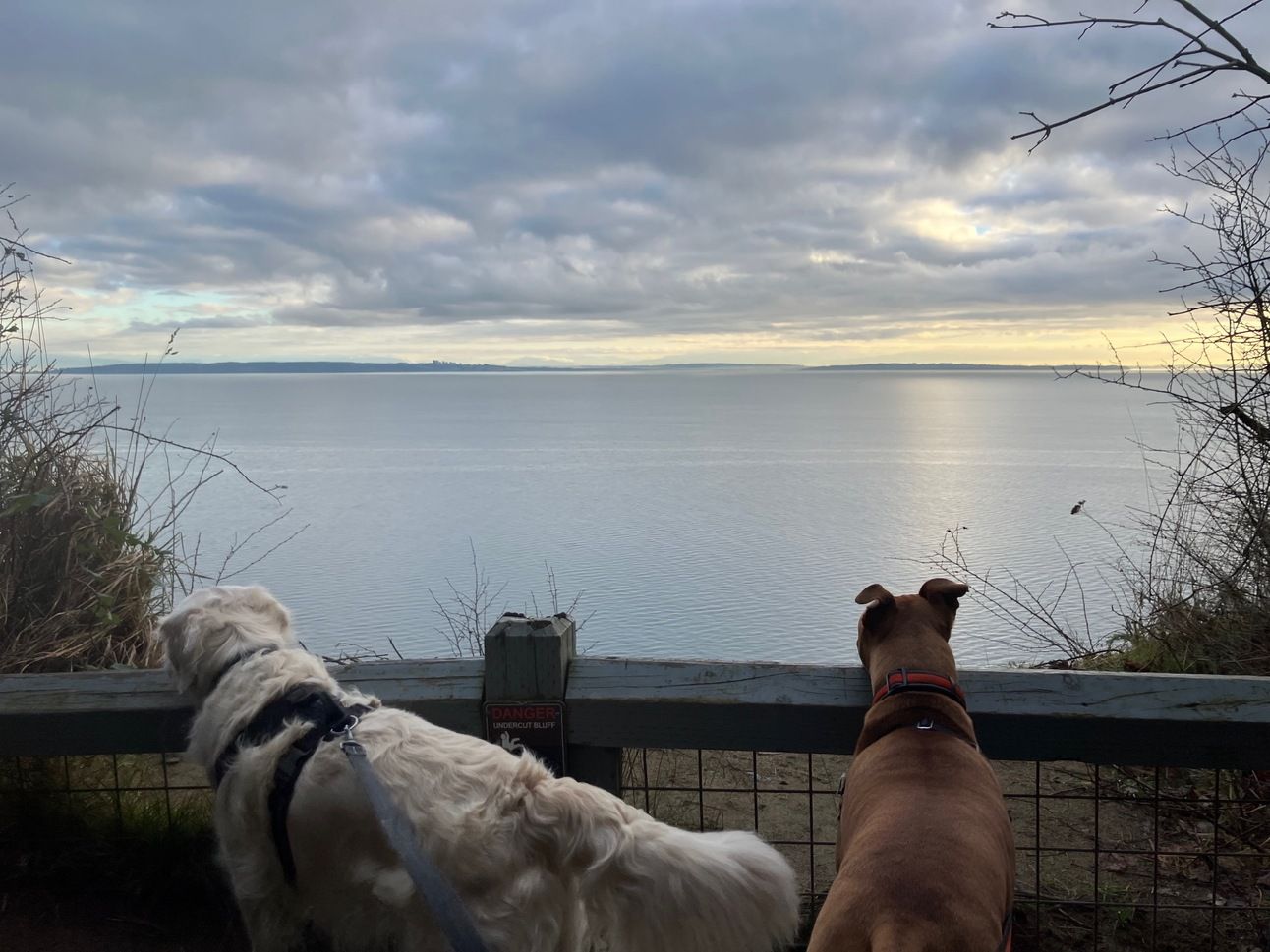 Cross-Border Dog Relations