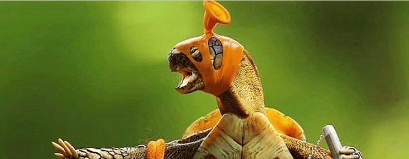 Adventuring through the Canadian Rockies