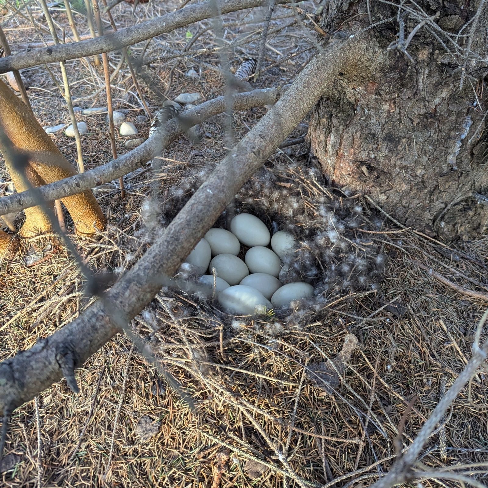 New Case #007: Duck Surveillance – Operation Nest Watch