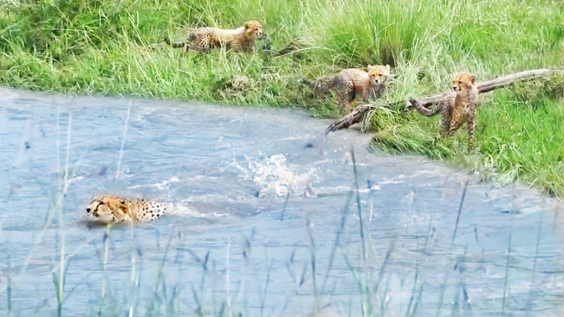 Cheetah Cubs Watch As Mother Gets Washed Away