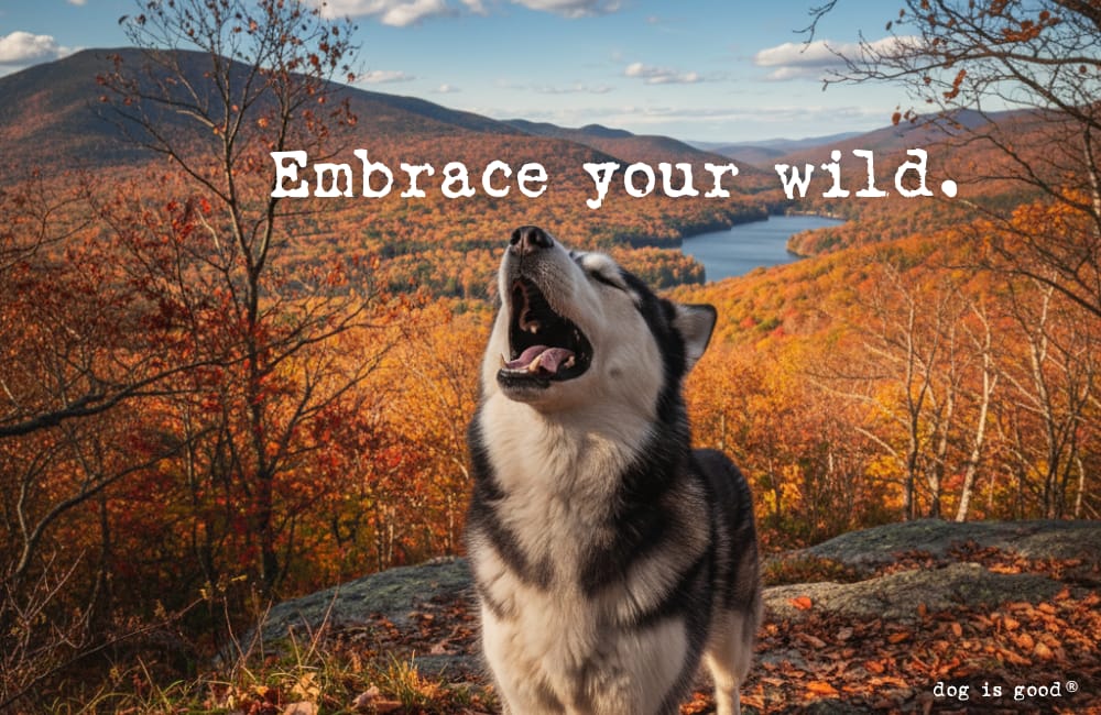 Embrace your wild. 