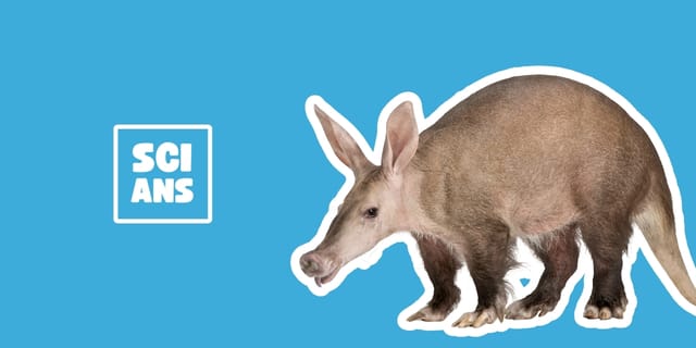Aardvarks have tube teeth?