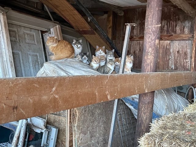 Saving Grace Animal Society is in crisis mode as it looks for adopters, foster homes, and donations