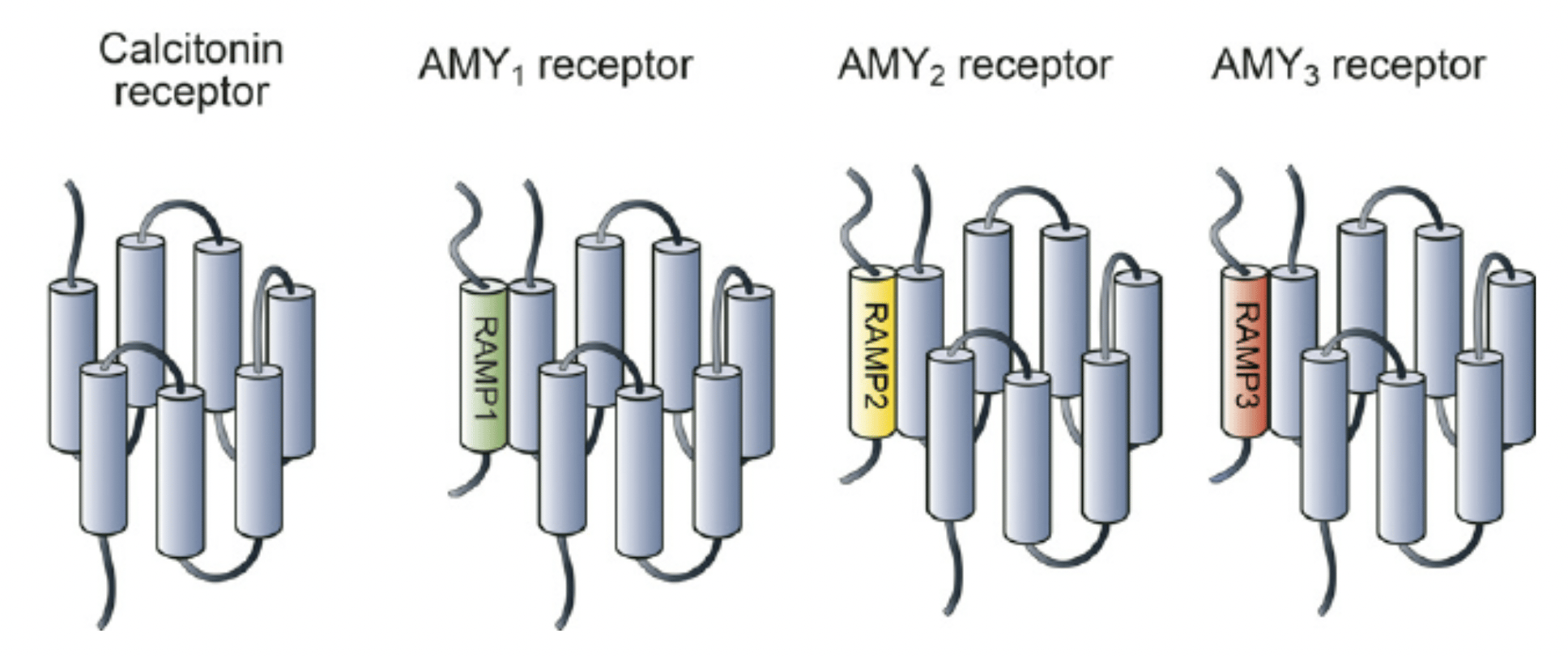 The conundrum of amylin/calcitonin agonists