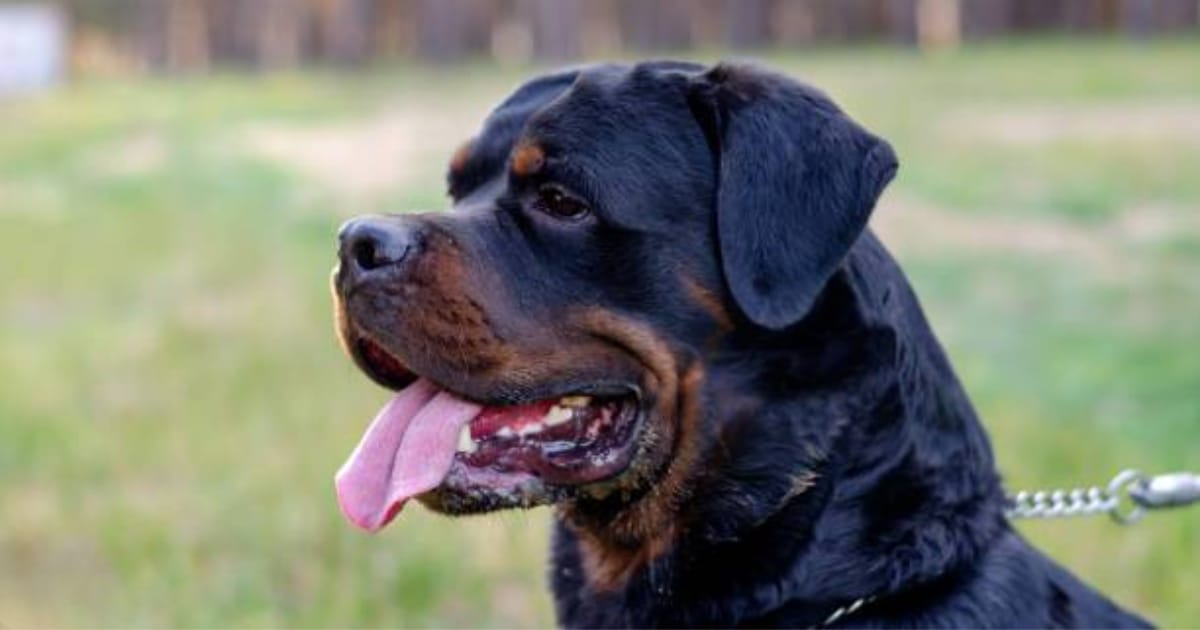 Rottweilers thymic protein Health secrets
