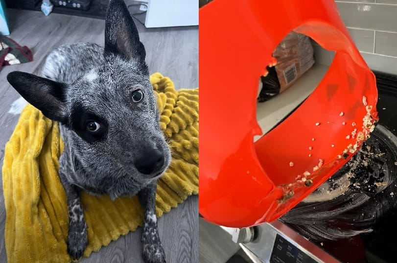 A Calgary dog owner is warning others after a close call with her pooch and a stove