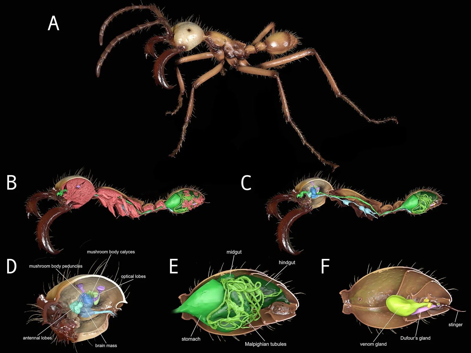 Aham for the Mild-Built
