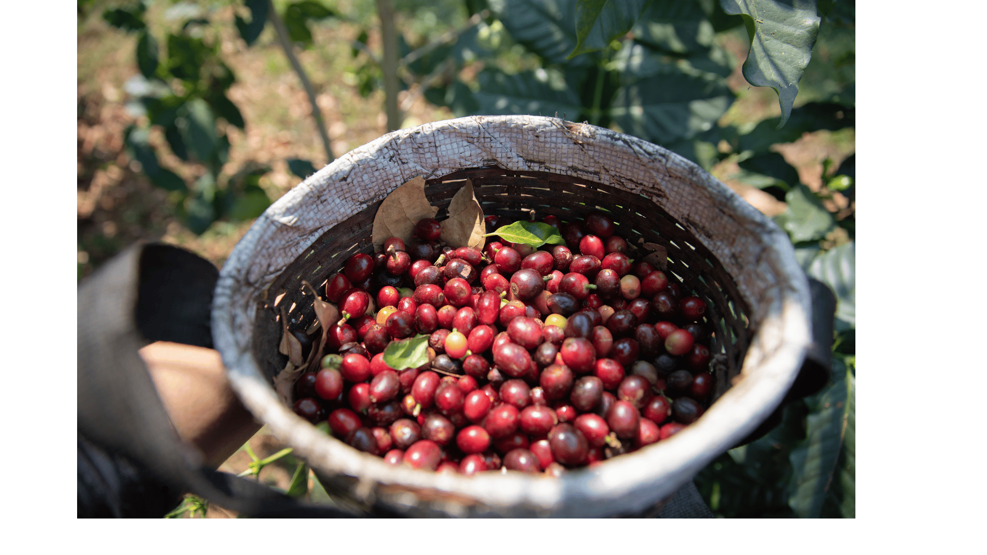 Adventuring through the Canadian Rockies