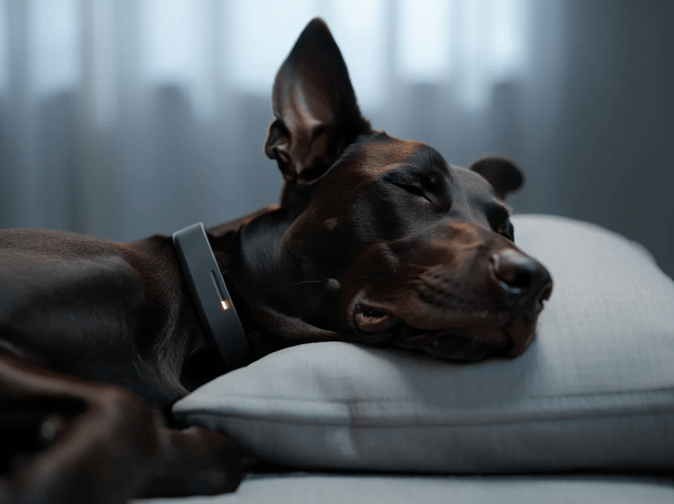 The Silent Revolution in Collars