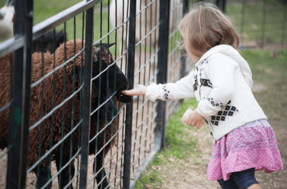 🍦 Forts, Farms & Family Fun