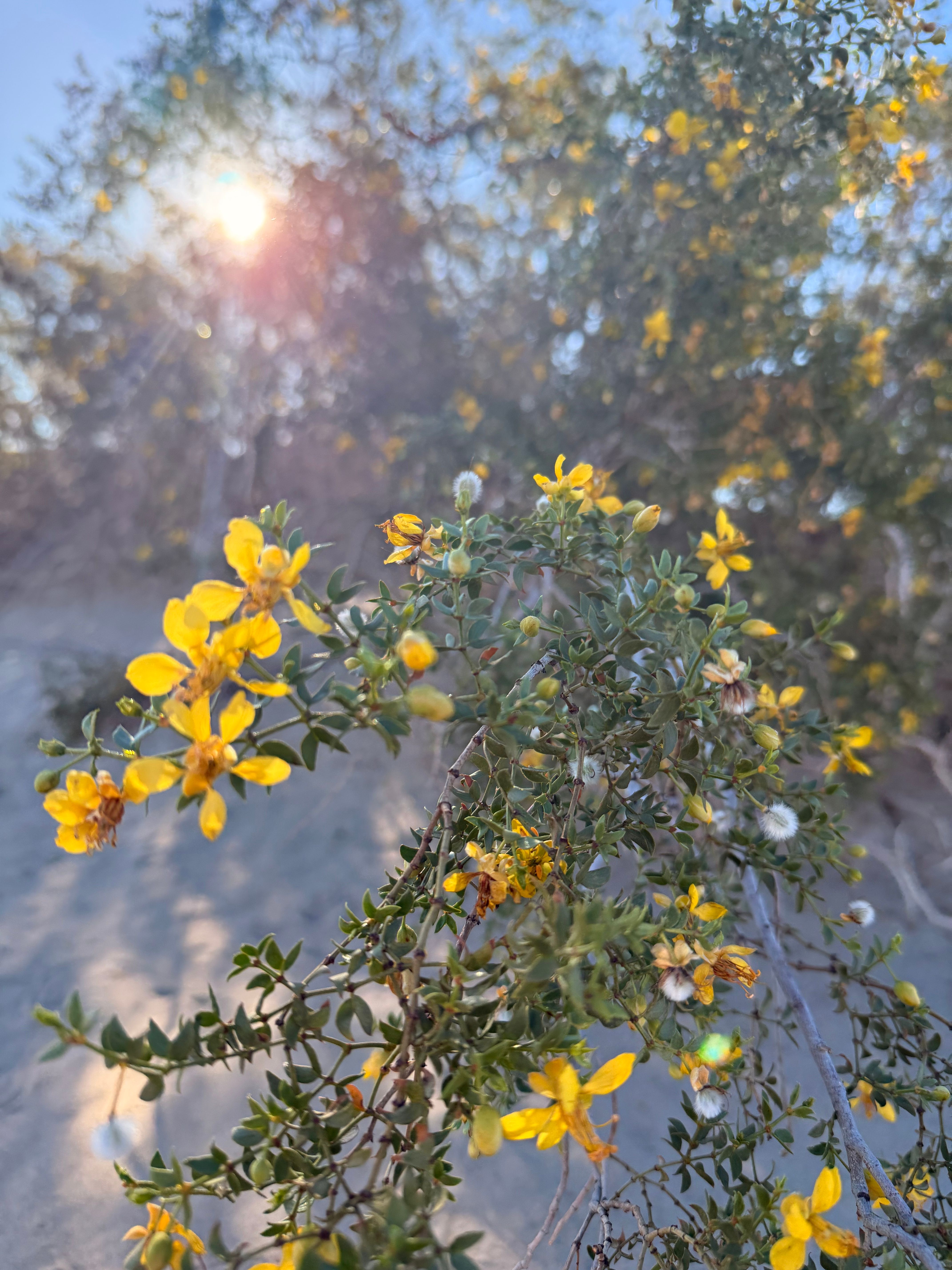 Leaf 03: Death Valley Is Very Much Alive (And So Are the Fundamentals of Marketing)