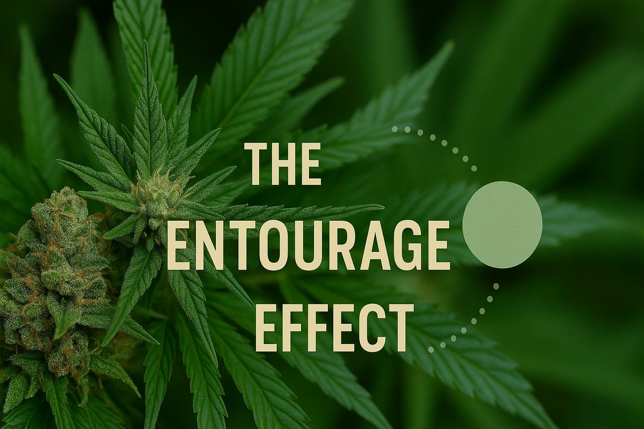 The Entourage Effect — Why Cannabis Is Greater Than the Sum of Its Parts