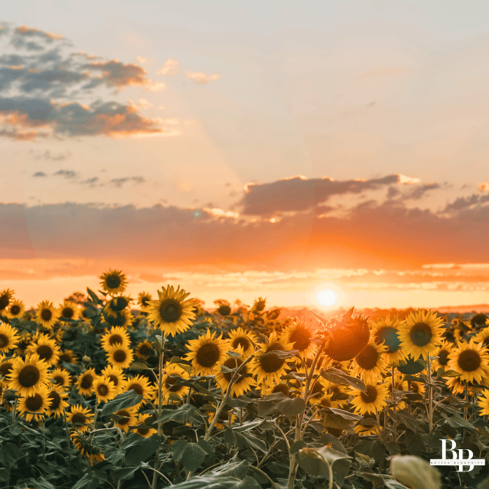 The Better Blueprint