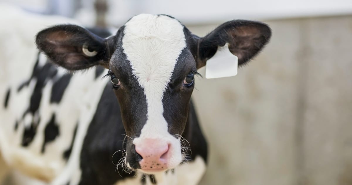 How lasers, bull semen, & genetic science are changing the fate of male dairy calves