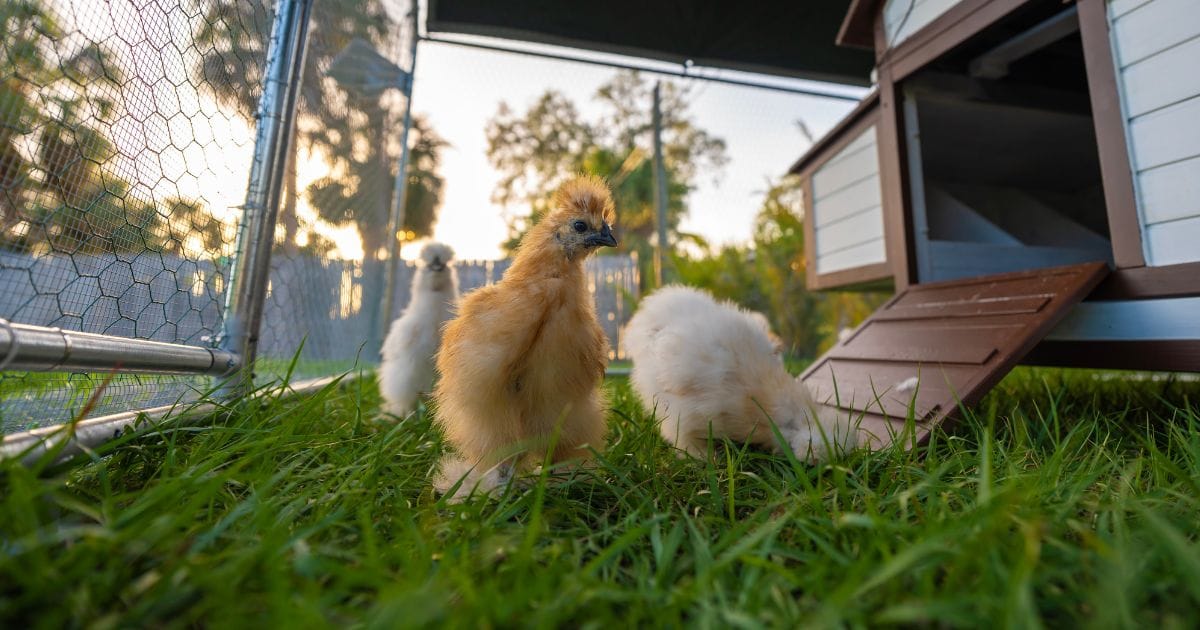 Backyard Hens 🐣 Make Another Cluck Forward - But Not Everyone Likes Those Eggs.