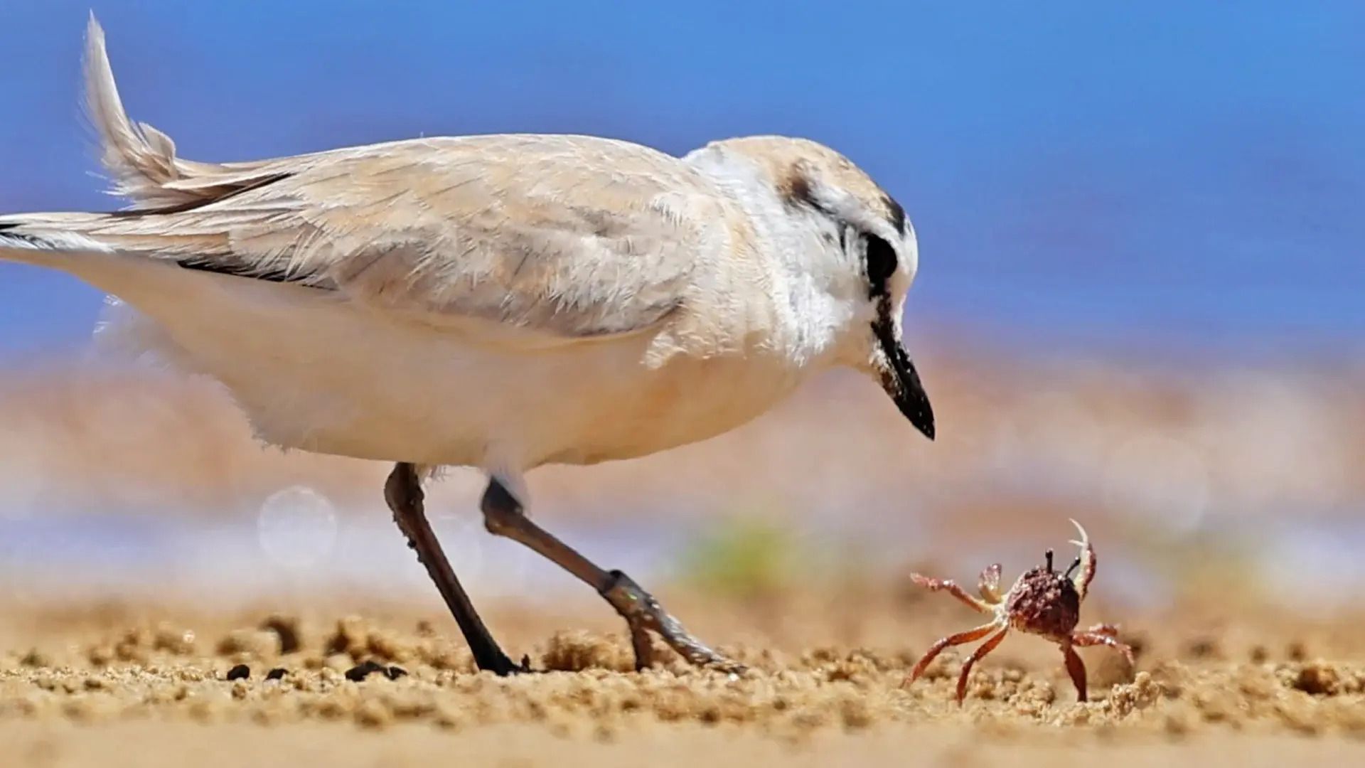 Tiny Plover Devours Giant Crab