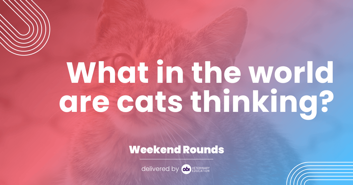 🤔 What in the world are cats thinking? 