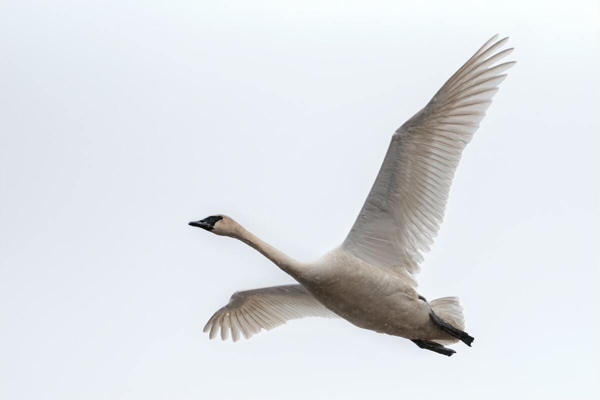 The Abbotsford lake where swans go to die