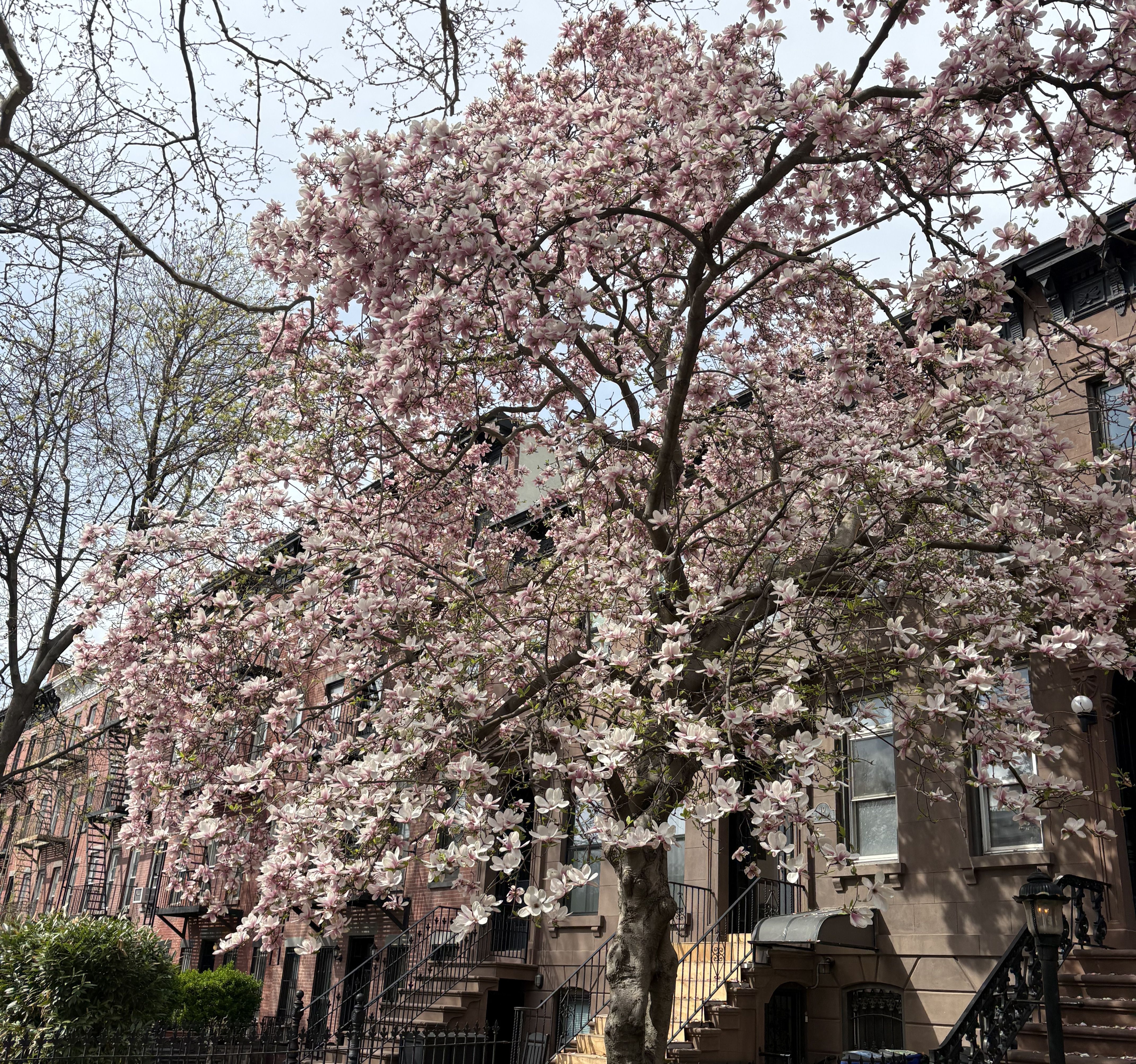 Birthday Bloom, Feasibility Studies, and Pretty Pictures 