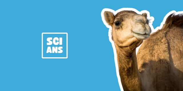 Camels can drink a bathtub of water in 3 minutes?