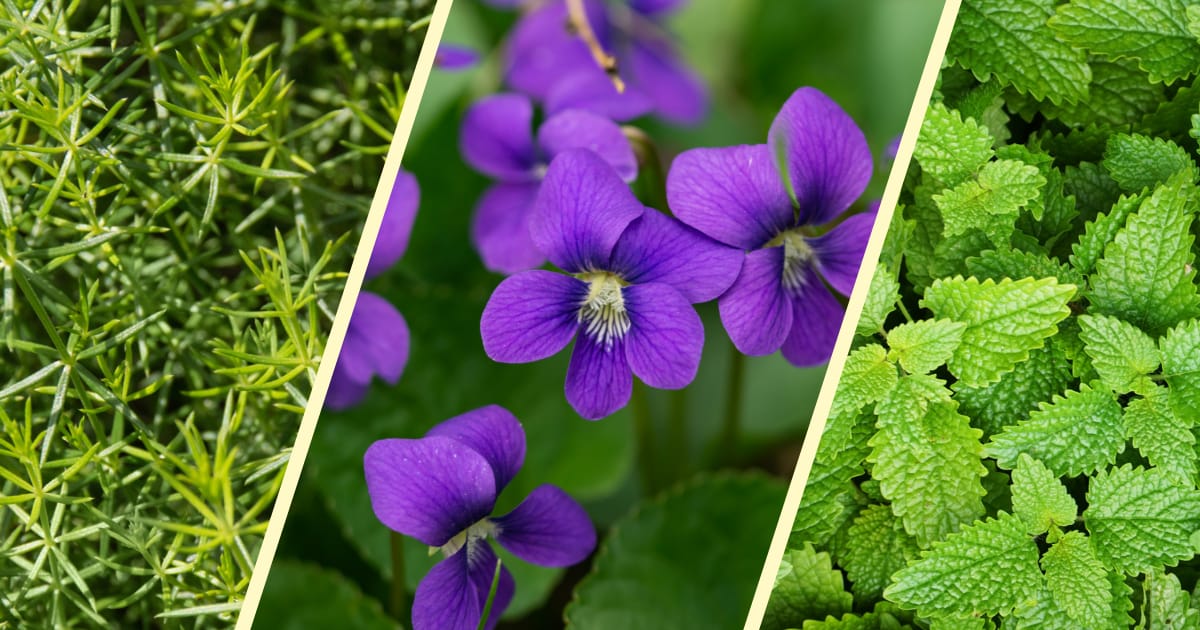 Three Medicines in Your Yard Right Now 