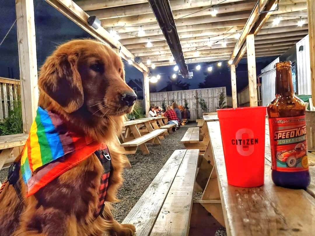 Calgary Humane Society applauds province’s dog-friendly patio decision but urges caution