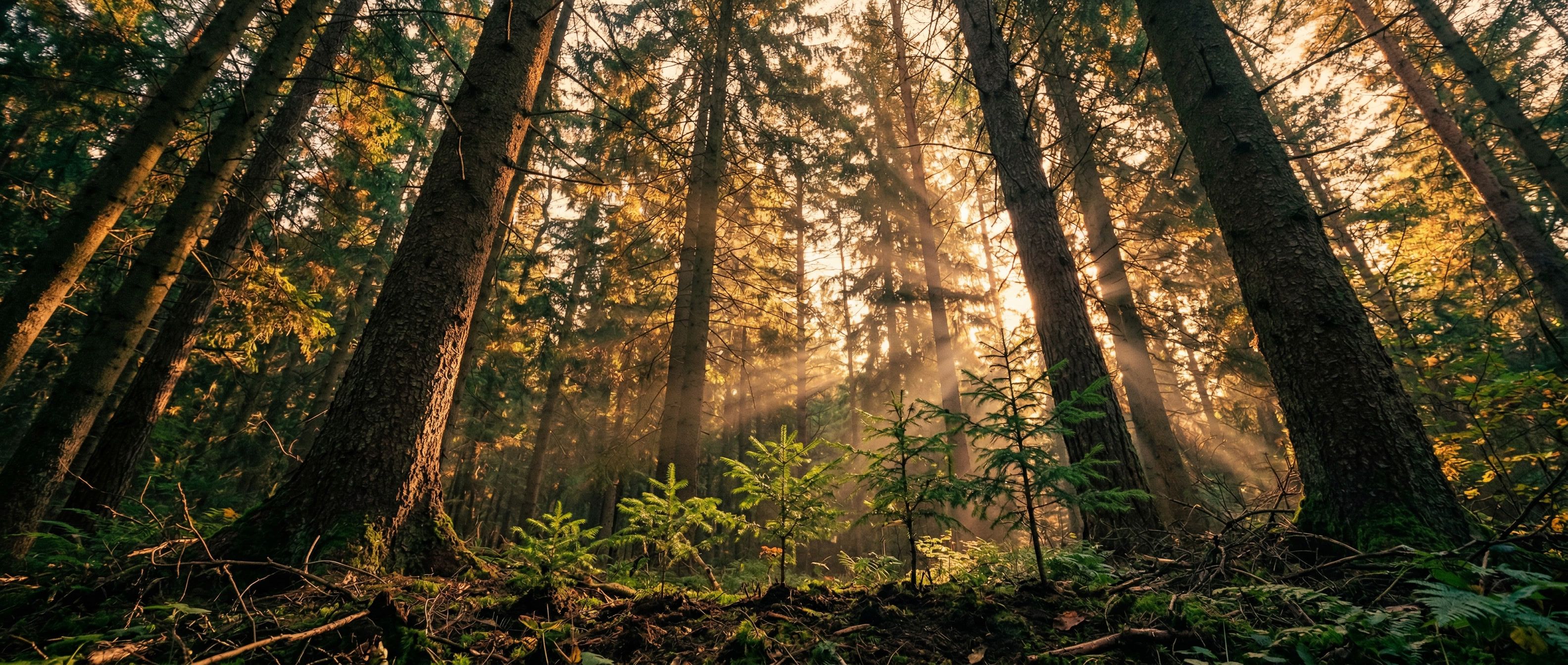 ForestryBrief Professional #12 🌳💰📈