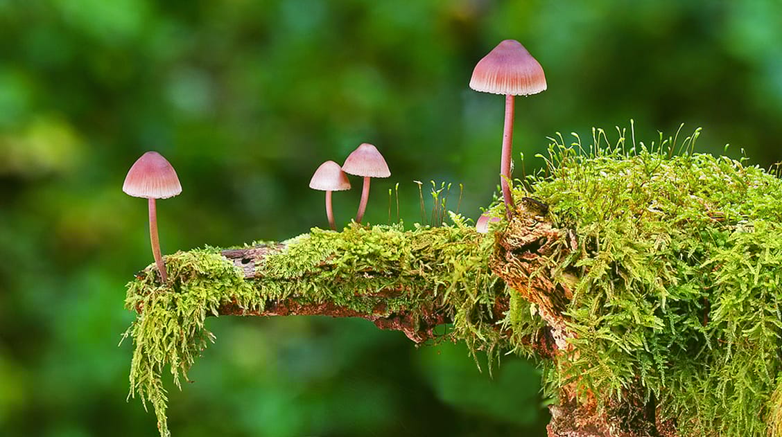 🧠 The Physical Risks of Psilocybin & What You Need to Know...
