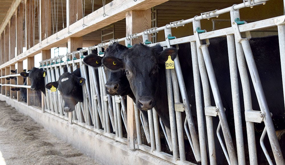 What blockchain can teach you about the cow you are eating