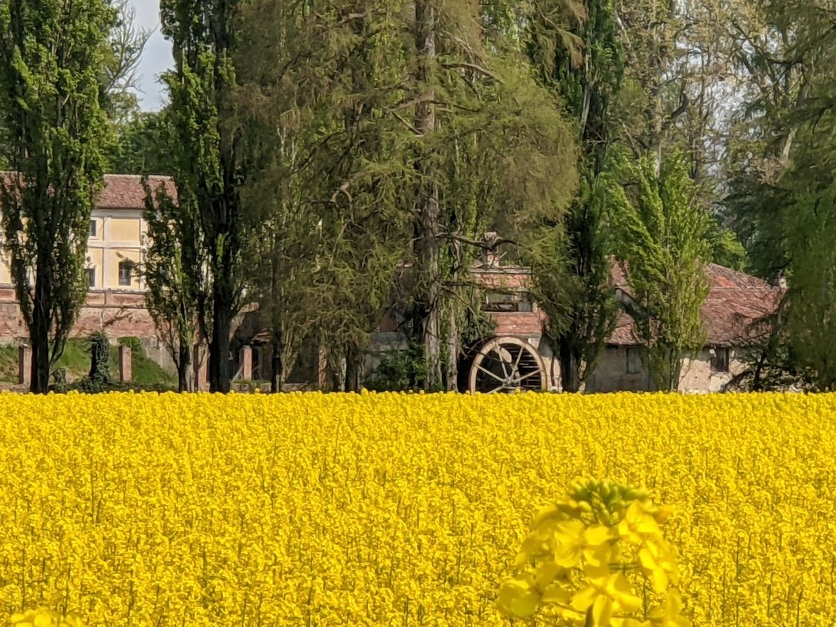 Lo spettacolo della colza a Borgo Cornalese