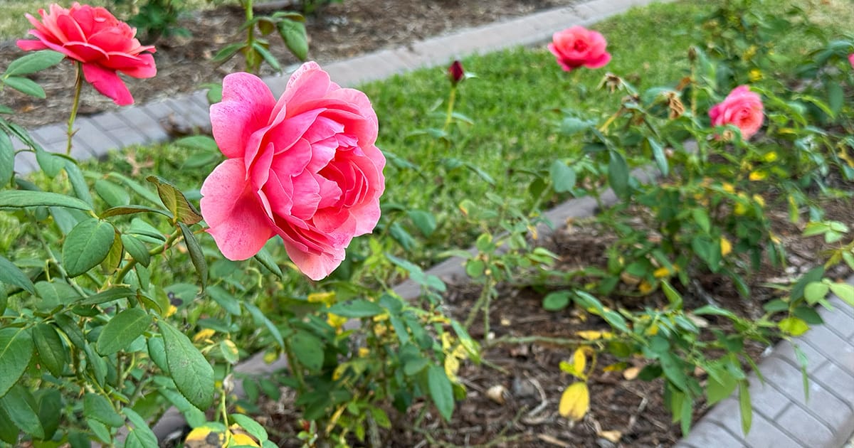 We’re back! Here's what’s new in Tyler ☕️