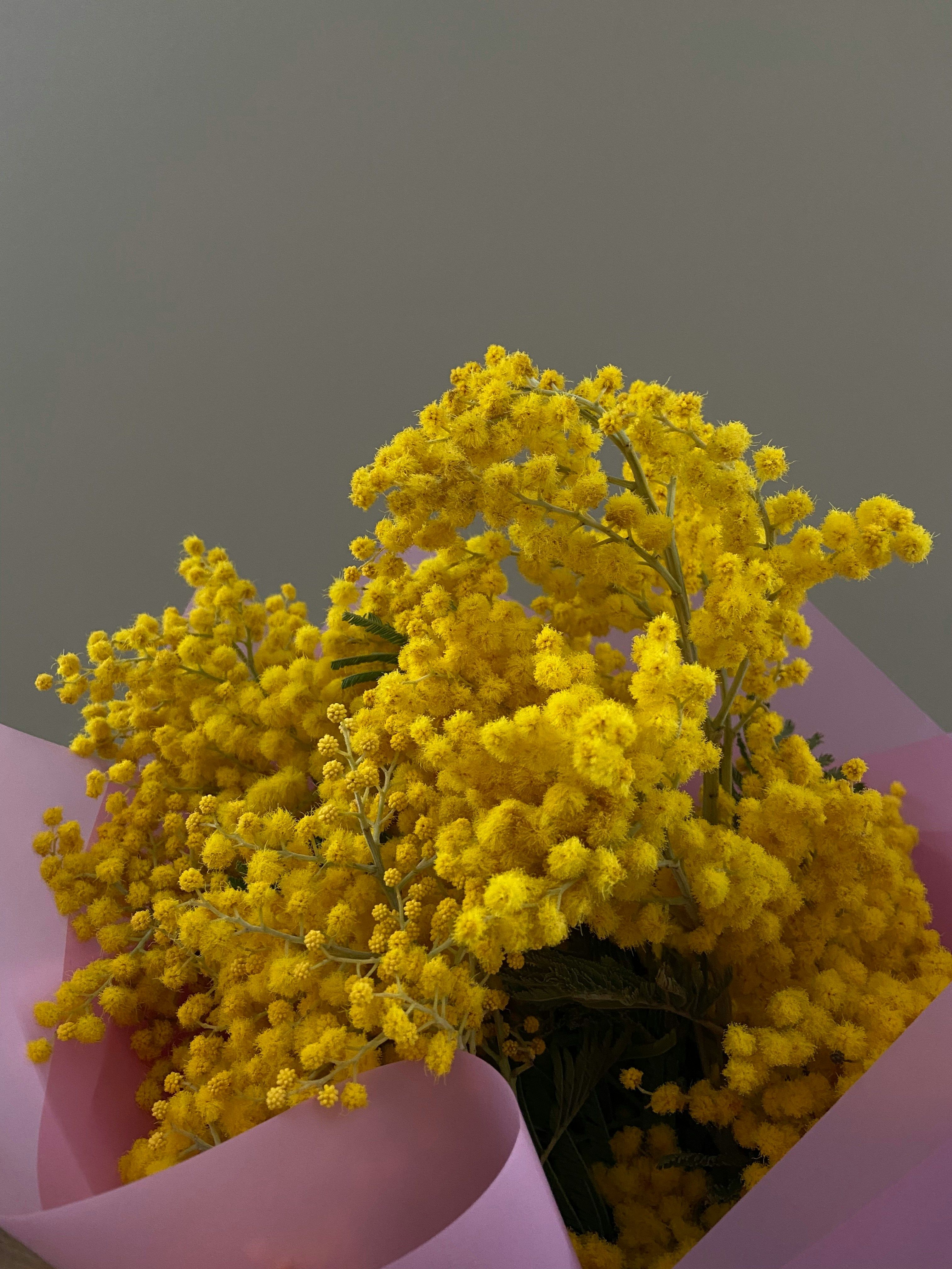 WOMEN AND MIMOSAS πΌπͺπΎπ©πΎβπ§