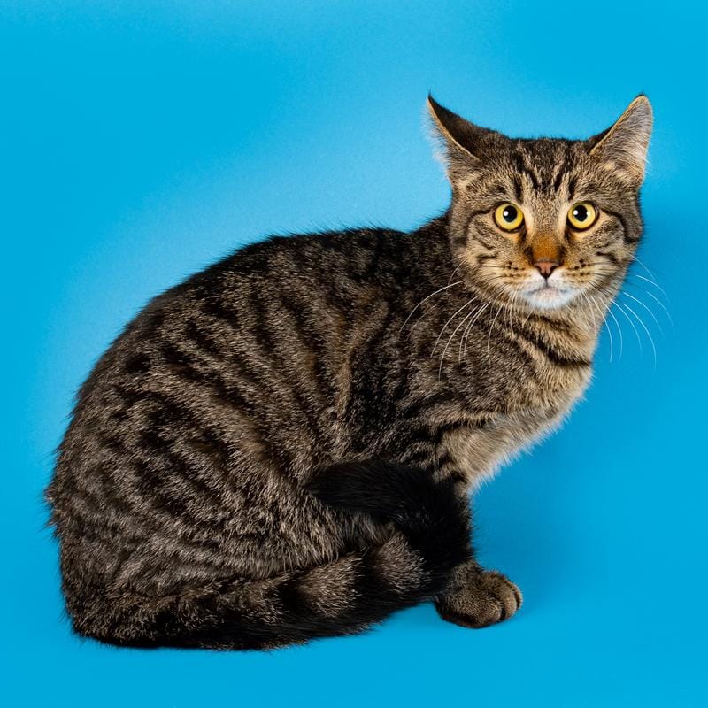 Adoptable Pet of the Week