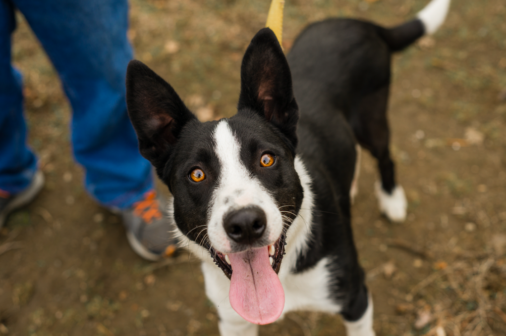 Can Acid Fix Your Dog's Separation Anxiety? 